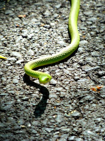 Green Snake on the Pathfinder