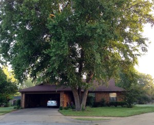 The River Birch in front of Meador Manor