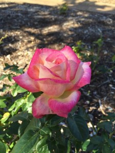 Lynn Anderson Rose