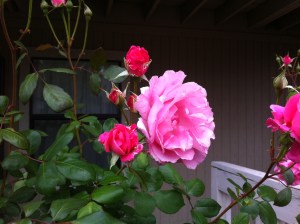 Harper Rose Blooms