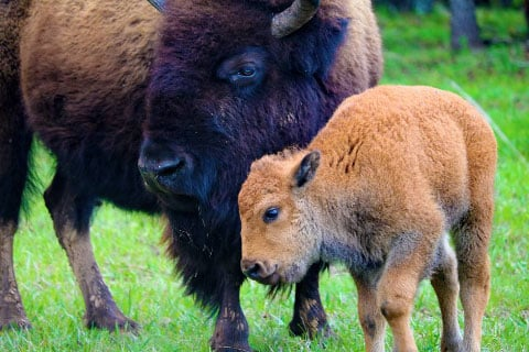Bison at Woolaroc